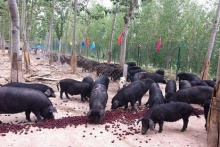  三十年河東河西巨變  黑豬復興刮起“黑旋風”