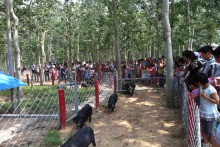 徒河黑豬《爸爸吃啥 生活中的科學(xué)》六一歡樂行