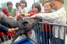 有保姆有出生證，黑豬明星更著風(fēng)采 