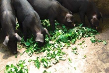 齊魯首屆康博會(huì)亮彩泉城廣場(chǎng)，百?gòu)?qiáng)榜出爐，濟(jì)南打造國(guó)際康養(yǎng)名城 