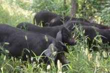 中華豬發(fā)聲，過得不好，誰也吃不到好肉 
