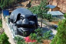 濟南南部山區(qū)“捕獲”一頭巨大黑豬