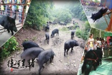 源起黑豬，徒河之路新農(nóng)人產(chǎn)銷一家，鑄夢(mèng)健康新食代