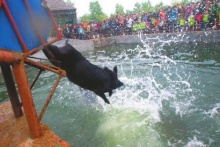 老總現(xiàn)身說(shuō)法：定制徒河黑豬來(lái)送禮 花費(fèi)不及往年四分之一