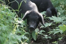 徒河黑豬 . 王國樂園