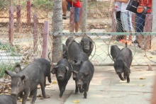 徒河黑豬告訴你什么叫做運(yùn)動(dòng)健將，看它如何瘦身的