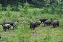 我為豬狂，誰在狂！從黑豬說起徒河事兒 